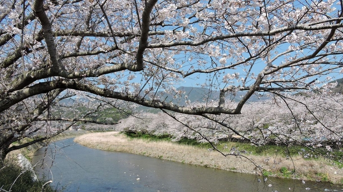 【期間限定】春を彩る桜の和会席♪伊豆ならではの海の幸をご堪能(夕朝食付き)